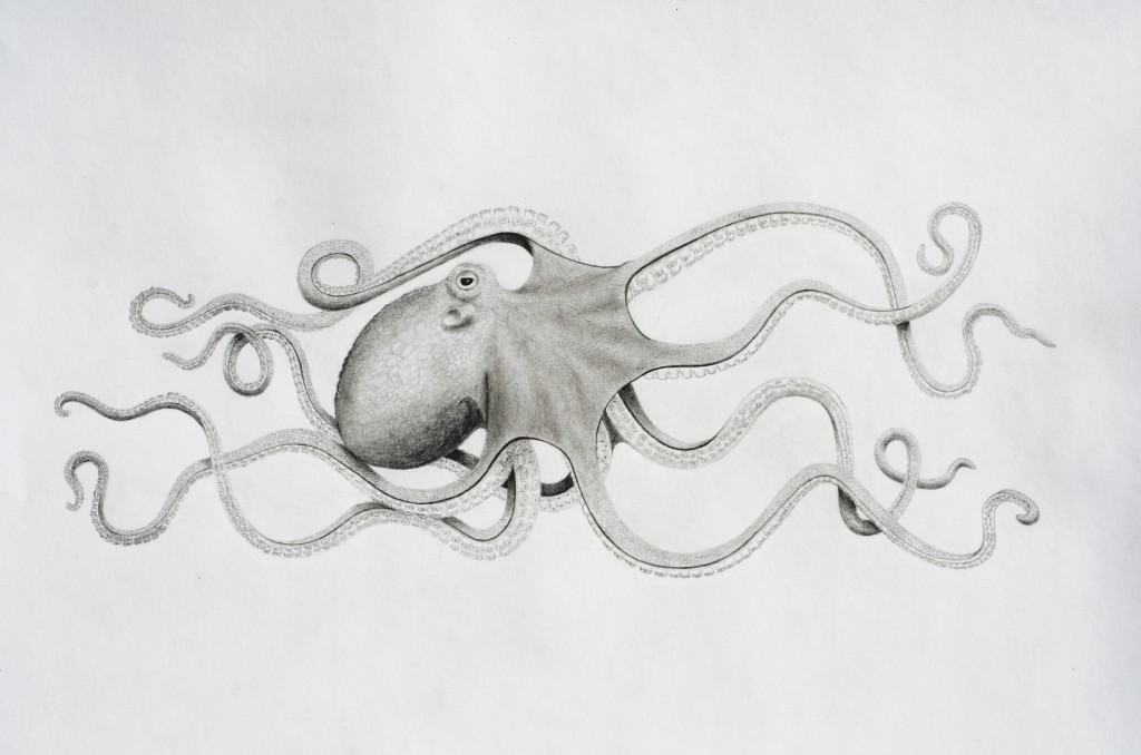 Cephalopod